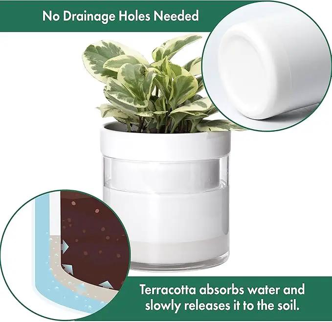 Phoenix Vine 6 Inch 4 Inch Self Watering Planter, White Terracotta Clay Pots with Glass Reservoir for Indoor Plants, Herbs, Flowers, 52-B-G-46 by GreenHaven Gardens