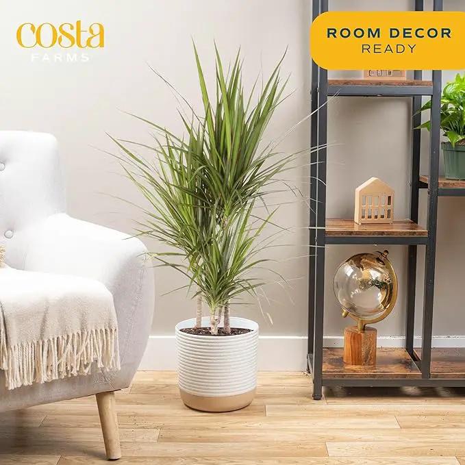 Costa Farms Dracaena Marginata Magenta Madagascar Dragon Tree, Live Indoor Plant, Easy to Grow Houseplant Potted in Decor Planter Pot, Living Room Home and Office Decor, 3-4 Feet Tall by GreenHaven Gardens