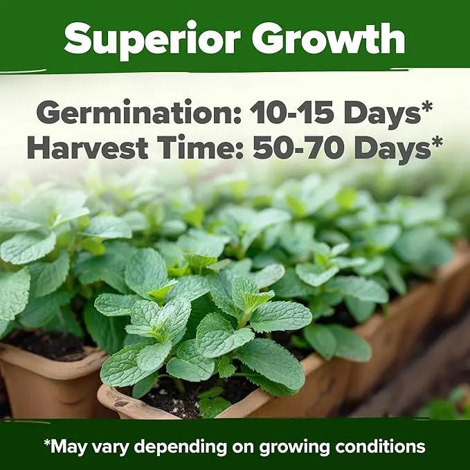 HOME GROWN Premium Common Mint Seeds (Bulk Pack) 3,600 𝗡𝗢𝗡-𝗚𝗠𝗢 𝗨𝗦𝗔 Heirloom Herb Seeds, USA Sourced | Ideal for Planting Outdoors or Indoors for a Fresh Mint Tea Garden (Mentha spp) by GreenHaven Gardens