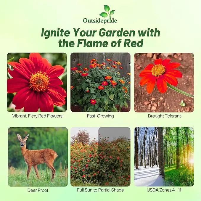Outsidepride Red Torch Mexican Sunflower Seeds - 1000 Seeds Annual Tithonia, Fast-Growing, Heat & Drought-Tolerant Flower Seeds for Pollinator Gardens, Landscapes, & Flower Arrangements (AAS Winner) by GreenHaven Gardens