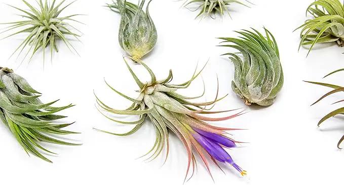 12 Pack Assorted Ionantha Air Plants - Wholesale and Bulk - Succulents - Live Tillandsia - Easy Care Indoor and Outdoor House Plants by GreenHaven Gardens