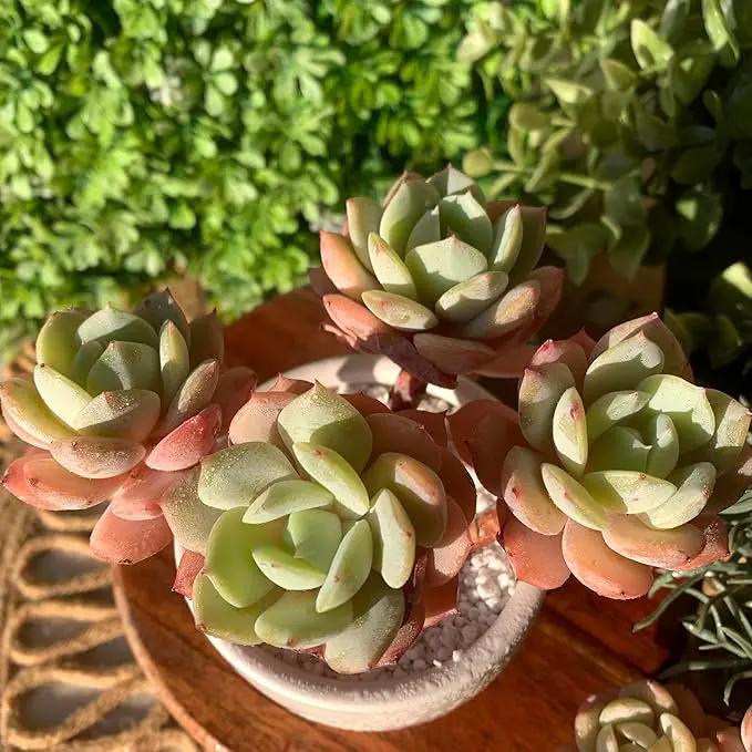 FWPP Live Succulents Plants Echeveria Love Song 3.5 inches,Rare Succulents Bare Root Without Pot Soil, Live Plants Indoor Office Decoration Wedding and Gift by GreenHaven Gardens