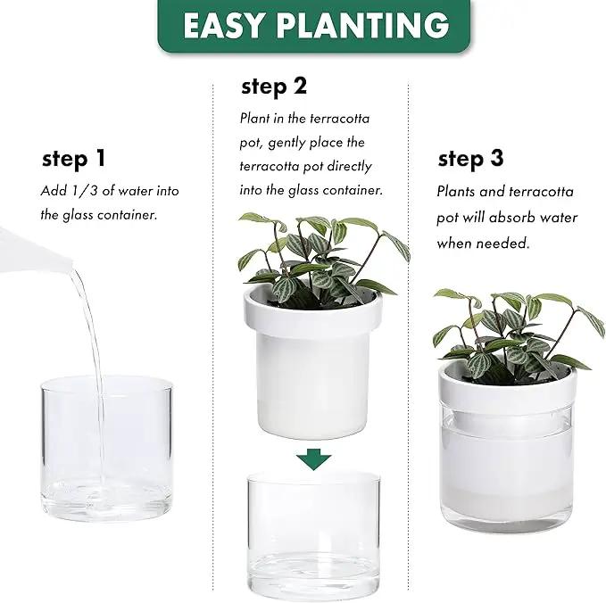 Phoenix Vine 6 Inch 4 Inch Self Watering Planter, White Terracotta Clay Pots with Glass Reservoir for Indoor Plants, Herbs, Flowers, 52-B-G-46 by GreenHaven Gardens