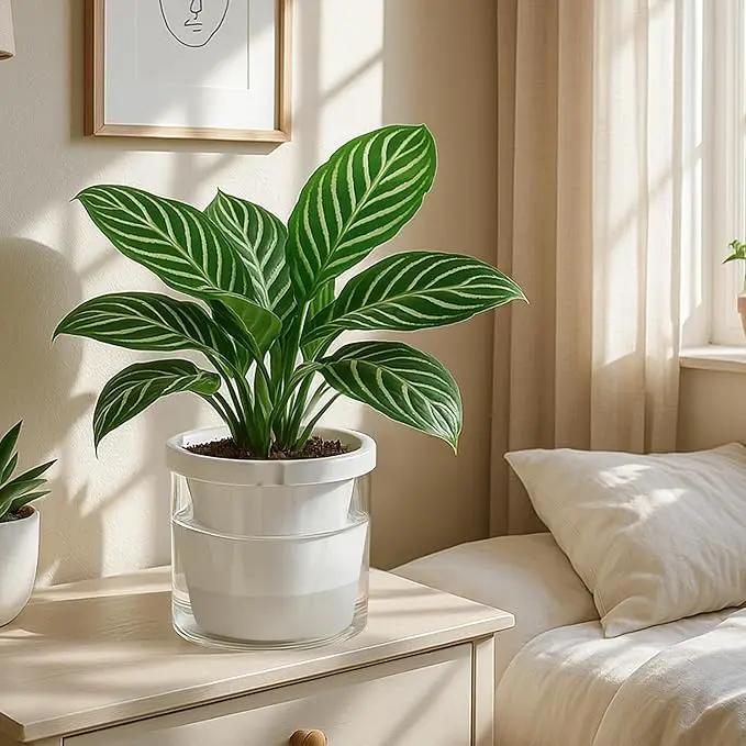 D'vine Dev 8 Inch Design Self Watering Planter for Indoor Plants, White Terracotta Pots with Cylinder Glass Cup, 37-X-C-2 by GreenHaven Gardens