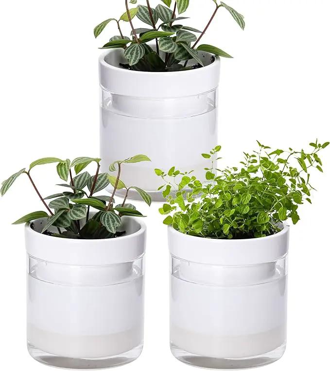 Phoenix Vine 4 Inch Self Watering Planter, White Terracotta Clay Pot with Glass Reservoir for Indoor Plants, Herbs, Flowers, Set of 3, 52-B-E-3 by GreenHaven Gardens