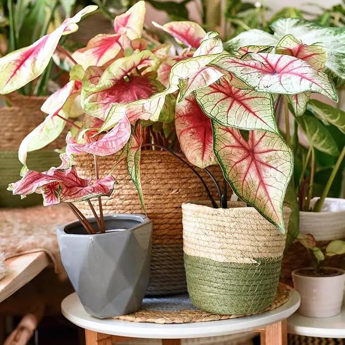 Elevate Your Space with Gardenera's Organic Potting Mix - Tailored for Thriving Caladium Plants and Captivating Leaves - 2 Quart, MAIN-CALADIUM-2QT by GreenHaven Gardens