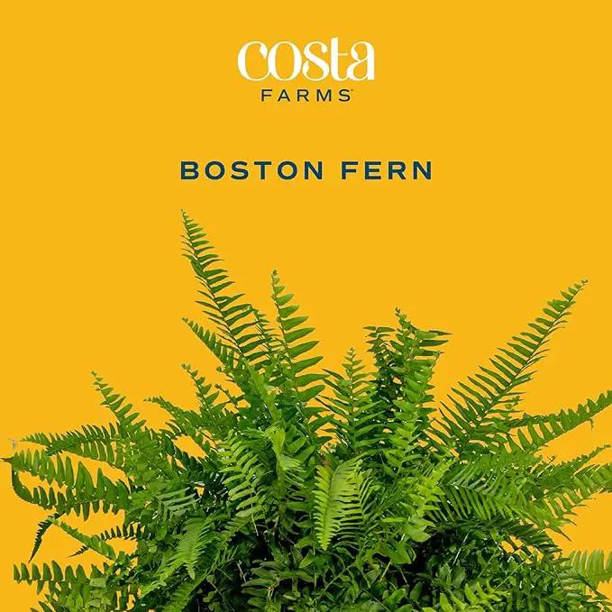 Costa Farms Ferns (2 Pack), Live Premium Boston Fern Plants in Hanging Basket Planters, Houseplants Potted in Soil Potting Mix, Outdoor Garden Gift, Beautiful Home Patio Décor, 16-Inches Tall by GreenHaven Gardens