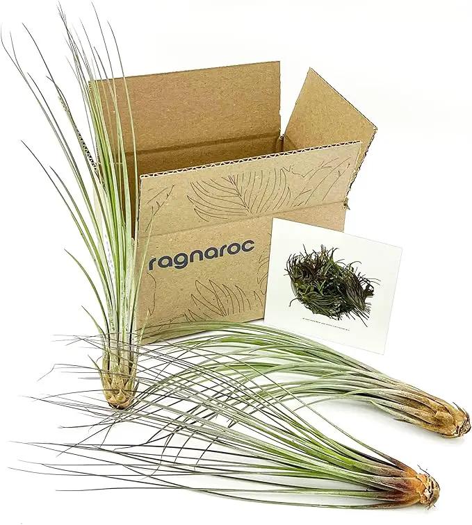 Air Plants - Tillandsia Juncea, Jumbo 8-12" - 3ct - Live Arrival Guaranteed - House Plants for Home Decor & Gift by GreenHaven Gardens