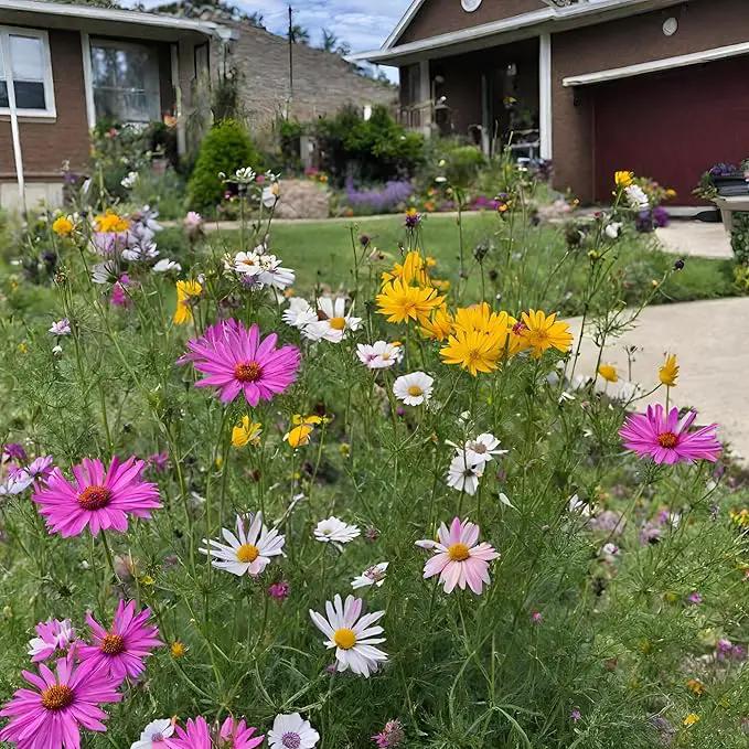 Created By Nature Maine Wildflower State Mix, 15 Flower Varieties, 50,000 Seeds by GreenHaven Gardens