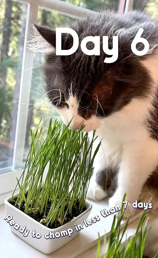 Cat Grass Seeds – Smooth Tasty Ryegrass – Grows 24 Pots of Fresh Cat Grass for Indoor Cats & Kittens – Easy & Fast to Grow – Small Pack Grows 300 Square inches of Edible cat Grass Vitamunch by GreenHaven Gardens