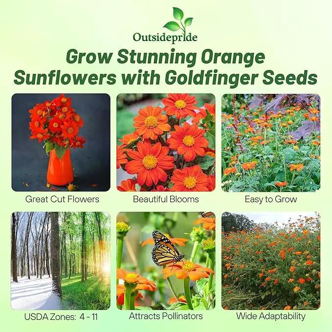 Outsidepride Goldfinger Mexican Sunflower Seeds - 500 Pcs Annual, Easy-to-Grow, Orange Tithonia Speciosa Flower Seeds w/Drought-Tolerant Blooms for Pollinator Gardens & Vibrant Summer Landscaping by GreenHaven Gardens