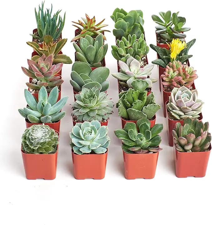 Shop Succulents Unique Succulent Plant Pack Collection - Live Mini Succulent Plants, Low Maintenance, Exceptional Colors & Textures - Wedding and Party Favors, Gift & Garden, Pack of 20 by GreenHaven Gardens