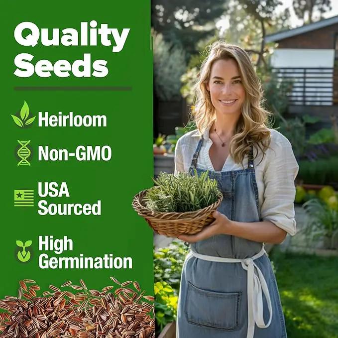 HOME GROWN Rosemary Seeds Pack - 300 High Germinating 𝗡𝗢𝗡-𝗚𝗠𝗢, 𝗨𝗦𝗔-𝗦𝗢𝗨𝗥𝗖𝗘𝗗 Heirloom Herb Seeds for Planting in Indoor or Outdoor Herb Gardens (Salvia rosmarinus) by GreenHaven Gardens