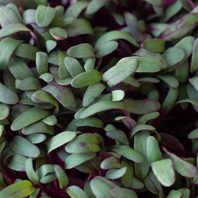 Beet Seeds - Red Round - 5 Lb ~120,000 Seeds - Beta vulgaris - Microgreens Seed - Non-GMO, Heirloom, Open Pollinated, Annual by GreenHaven Gardens