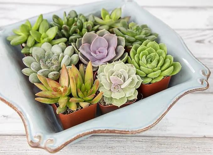 Altman Plants, Live Succulents Plants Live Houseplants (12PK), Succulents Live Plants Live House Plants Indoors Live, Live Cactus Plants Live Cacti Succulent Plants Live Indoor Plants Live Houseplants by GreenHaven Gardens