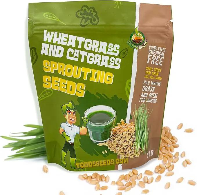 Todd’s Seeds – Cat Grass for Indoor Cats, 1lb Wheatgrass – Premium, Non-GMO, Pet-Safe & Easy to Grow – No Fillers, 100% Chemical-Free by GreenHaven Gardens