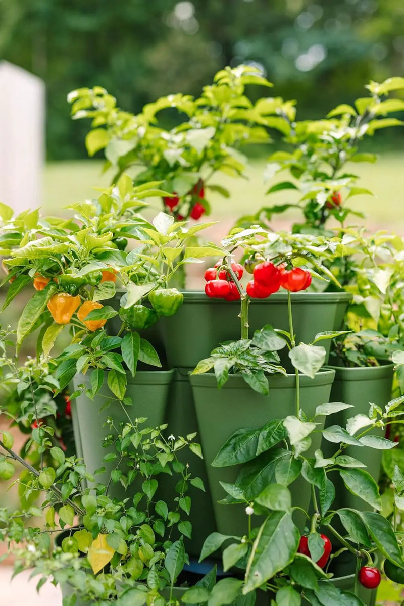 Greenstalk Patented Large 5 Tier Vertical Garden Planter with Patented Internal Watering System Great for Growing a Variety of Strawberries, Vegetables, Herbs, & Flowers (Evergreen) by GreenHaven Gardens