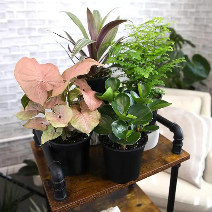 Essential Houseplant Collection (4PK) Live Plants Indoor Plants Live Houseplants in Plant Pots, Easy House Plants Indoors Live, Snake Plant, Pothos in Potting Soil, Clean Air Plants by Plants for Pets by GreenHaven Gardens
