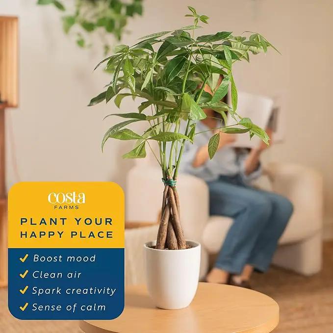 Costa Farms Money Tree, Easy Care Indoor Plant, Live Houseplant in Ceramic Planter Pot, Bonsai Potted in Potting Soil, Home Décor, Birthday Gift, New Home Gift, Outdoor Garden Gift, 16-Inches Tall by GreenHaven Gardens