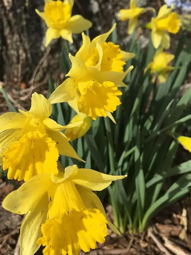 Dutch Master Daffodils (25 Bulbs) - Yellow Daffodil Narcissus Bulbs by GreenHaven Gardens