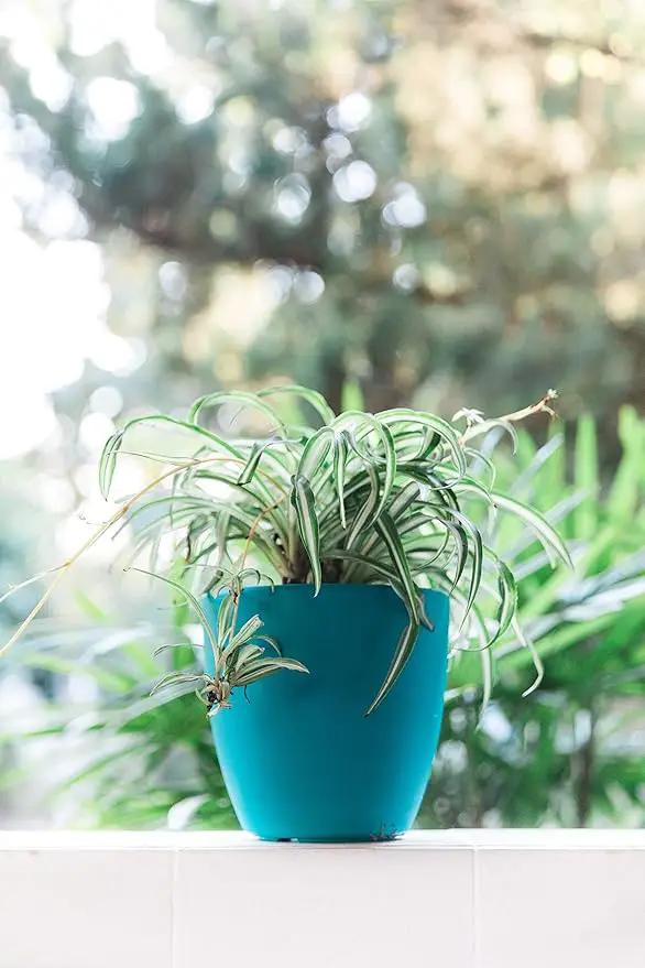 GARDENIX DECOR Self Watering Pots for Indoor Plants 3 Pack - Flower Pot with Water Level Indicator for Plants, Grow Tracking Tool - Self Watering Planter Plant Pot - Coco Coir - Teal by GreenHaven Gardens