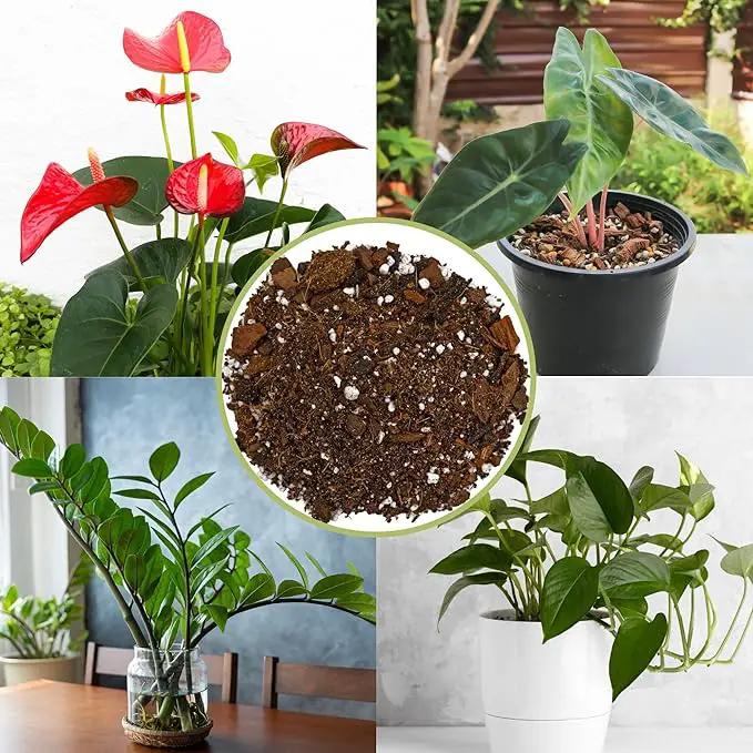 Aroid Plant Potting Soil Mix (8 Quarts), for Pothos Devil's Ivy, ZZ Plant, Chinese Evergreen, Dumb Cane, Philodendron, Syngonium, Alocasia, Colocasia Etc. by GreenHaven Gardens