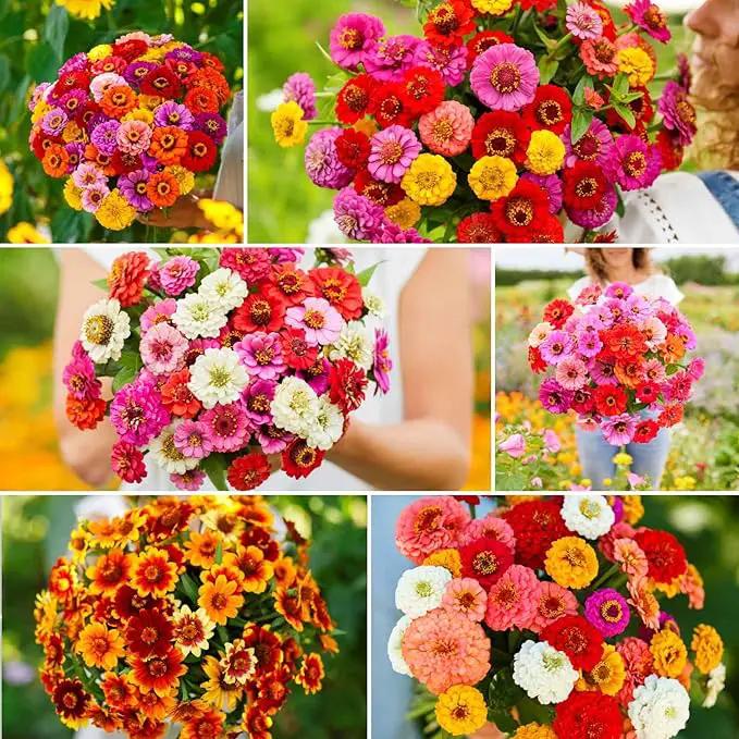 Eden Brothers Zin Master Flower Mixed Seeds for Planting, 1 lb, 480,000+ Seeds with California Giant, Mexican, Lilliput Zinnia | Attracts Pollinators, Plant in Spring, Zones 3, 4, 5, 6, 7, 8, 9, 10 by GreenHaven Gardens