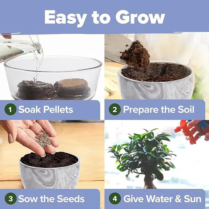 HOME GROWN Bonsai Tree Kit - Premium Ceramic Starter Kit - 4 Variety of Bonsai - Unique Gift for Men and Women Gardeners by GreenHaven Gardens