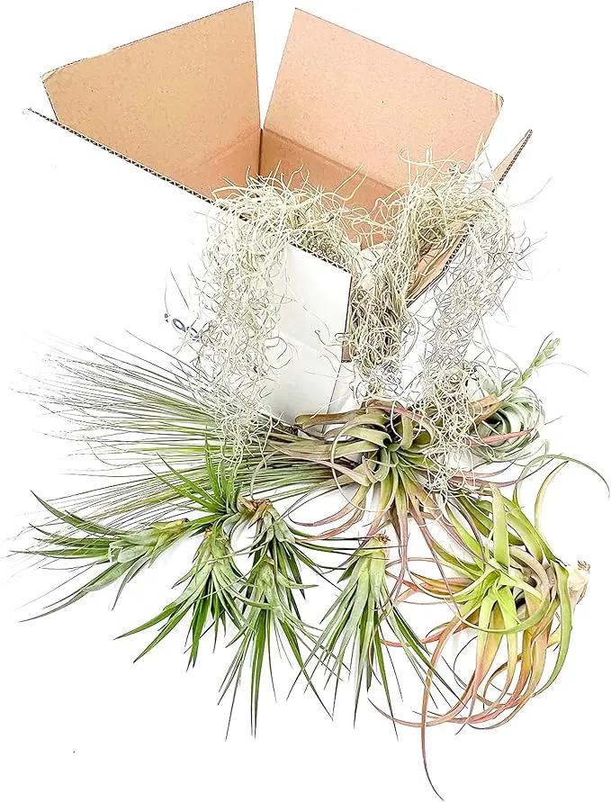 Holiday Hosting Gift Box Giant - 13ct -Tillandsia Air Plant Set - Live Arrival Guaranteed - House Plants for Home Decor & Gift by GreenHaven Gardens