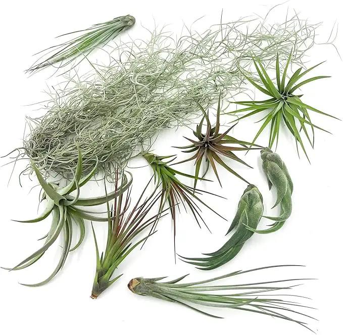 Live Air Plants - Tillandsia Gift Box TOR Variety Pack - 10 Count Large, 4-10 inches – Live Indoor Plants & Live 15 inch Spanish Moss – Live Plants for Home décor, Live Arrival Guaranteed by GreenHaven Gardens