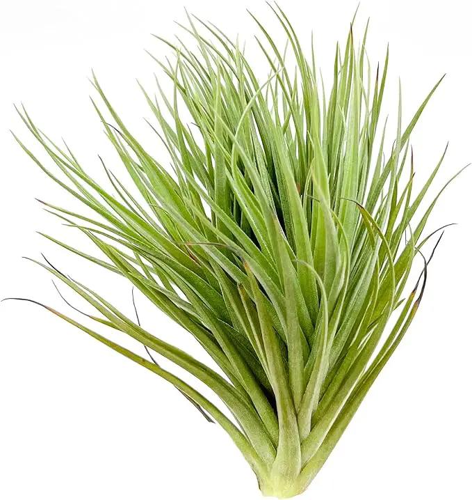 Air Plants - Flowering Tillandsia Rose BAER, Large 5" - 1ct - Live Arrival Guaranteed - House Plants for Home Decor & Gift by GreenHaven Gardens
