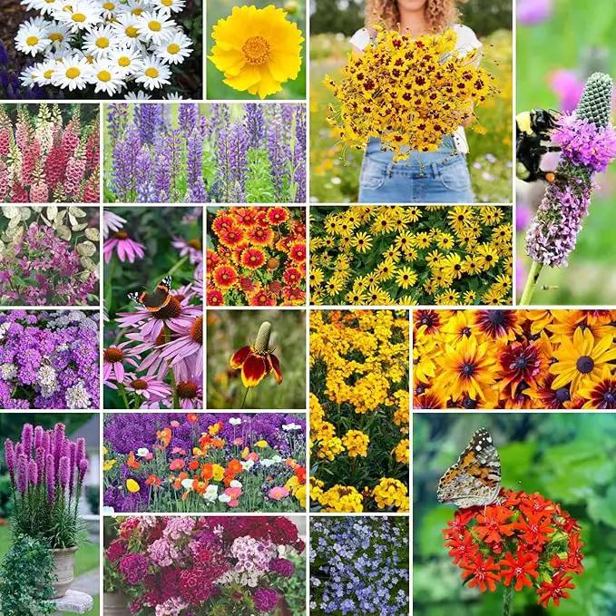 Eden Brothers All Perennial Wildflower Mixed Seeds for Planting, 10 lb, 4,800,000+ Seeds with Lupine, Shasta Daisy | Attracts Pollinators, Plant in Spring or Fall, Zones 3, 4, 5, 6, 7, 8, 9, 10 by GreenHaven Gardens