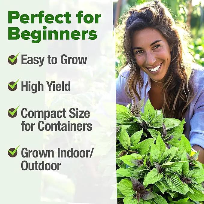 HOME GROWN Thai Basil Seeds Pack - 876 High Germination 𝗡𝗢𝗡-𝗚𝗠𝗢 𝗨𝗦𝗔 Heirloom Herb Seeds for Planting,Ideal for Growing Fresh Basil Planting Indoor or Outdoor(Ocimum basilicum var.thyrsiflora) by GreenHaven Gardens