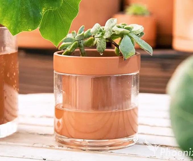 Phoenix Vine 4 Inch Self Watering Planter Pot, Terracotta Clay Pot with Glass Reservoir for Indoor Plants, Herbs, Flowers, Set of 3, 52-A-E-3 by GreenHaven Gardens