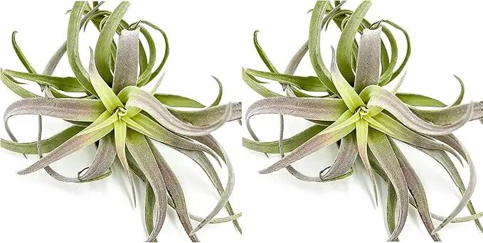 Air Plants - Tillandsia Cacticola, Jumbo 6-9" - 2ct - Live Arrival Guaranteed - House Plants for Home Decor & Gift by GreenHaven Gardens