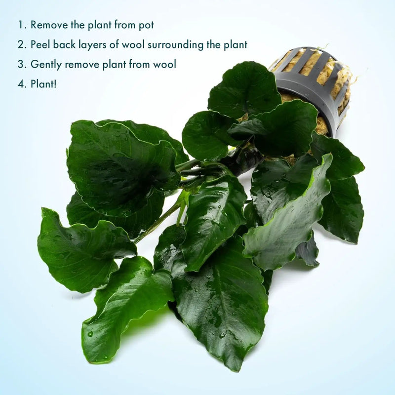 Live Jungle Plants - Anubias Emerald Bloom (Anubias barteri) - Compact Epiphytic Rhizome Plant for Midground Freshwater Aquascapes, Emerald Green Accent - Pot by GreenHaven Gardens