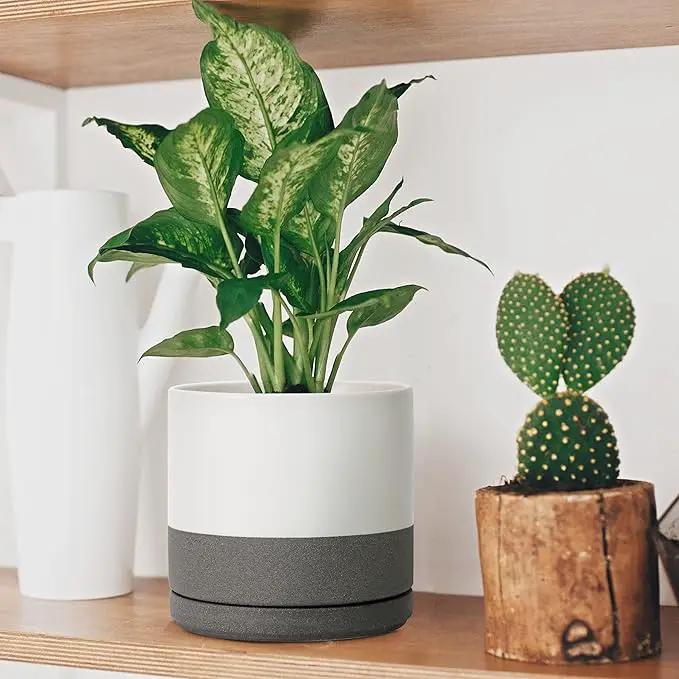 D'vine Dev 6 Inch & 8 Inch Ceramic Planter Pots for Plants with Drainage Hole and Saucer, Medium Plant Pots Set, White/Speckled Grey, 94-G-M-6 by GreenHaven Gardens
