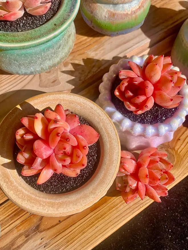 FWPP Echeveria Champagne Rare Live Succulent Plants, Wine 2.5 inches Live Plants Indoor,Bare Root Without Pot Soil,Desk Wedding Baby Shower Decoration Friend Plant Lover Gift by GreenHaven Gardens