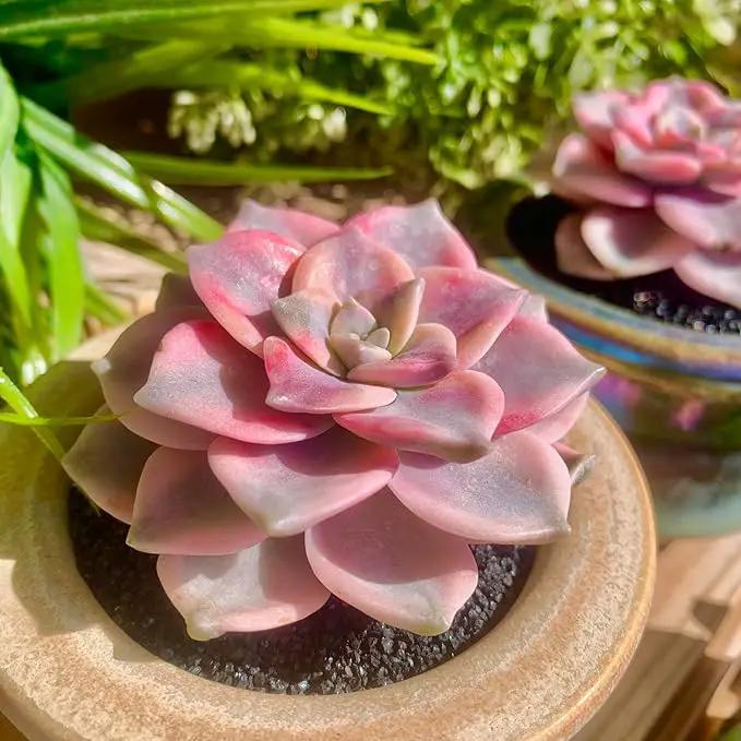 FWPP Live Succulents Plants Graptopetalum Purple Delight 2.5 inches,Rare Purple Succulents Bare Root Without Pot Soil, Live Plants Indoor Office Decoration Wedding and Gift by GreenHaven Gardens