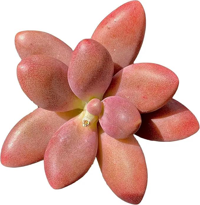 FWPP Live Succulents Plants Pachyveria Sugar Beauty 2 inches,Rare red Succulents Bare Root Without Pot Soil, Live Plants Indoor Office Decoration Wedding and Gift by GreenHaven Gardens