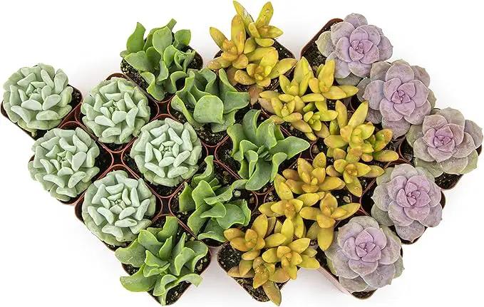 Succulents Plants Live (20PK) Potted Succulent Plants Live House Plants, Cactus Plants Live Plants Indoor Plants Live Houseplants, Indoor Plant Succulents Live Plant House Plant by Plants for Pets by GreenHaven Gardens