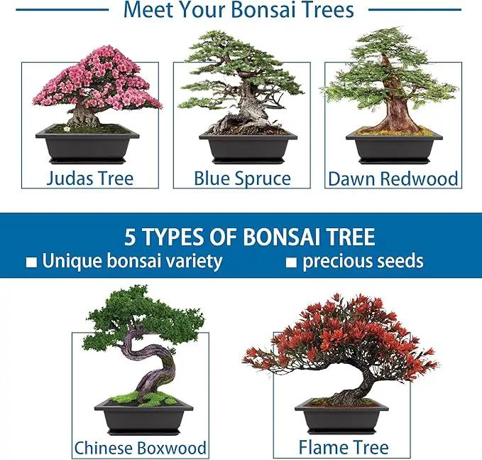 Bonsai Starter Kit, 5 Seeds Growing into Blue Spruce, Chinese Boxwood, Dawn Redwood, Flame Tree and Judas Tree, Including Complete Gardening Tools with A Gift Box, Christmas Gifts for Women by GreenHaven Gardens