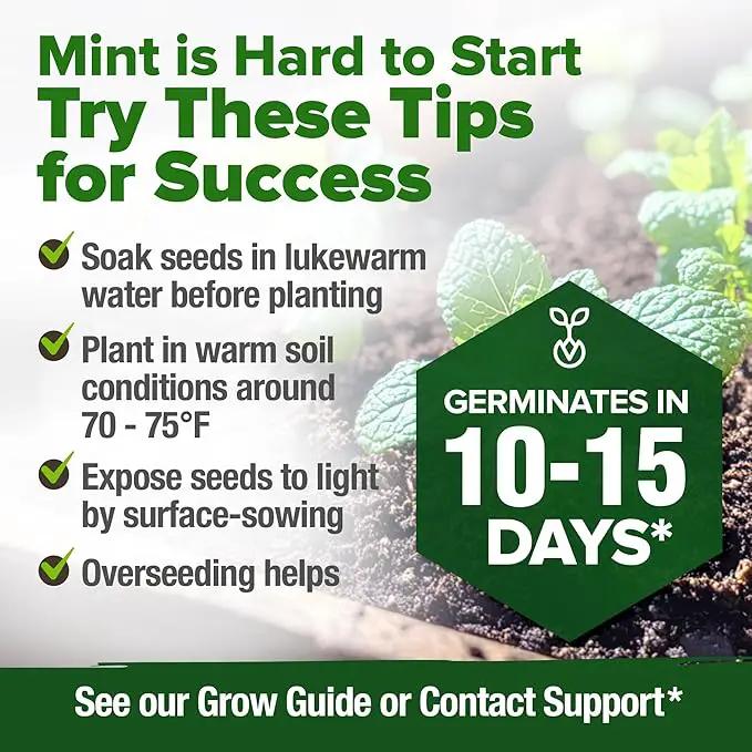 HOME GROWN Premium Common Mint Seeds (Bulk Pack) 3,600 𝗡𝗢𝗡-𝗚𝗠𝗢 𝗨𝗦𝗔 Heirloom Herb Seeds, USA Sourced | Ideal for Planting Outdoors or Indoors for a Fresh Mint Tea Garden (Mentha spp) by GreenHaven Gardens