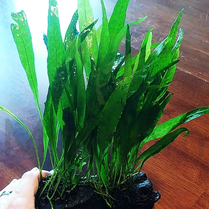 Mainam Java Fern on Driftwood (5-6 Inch) | Microsorum Pteropus Freshwater Easy Low Light Live Aquarium Plant Decorations 3 Days Guarantee by GreenHaven Gardens