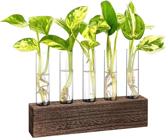 KAXYEW Desktop Glass Plant Propagation Station Test Tube Plant Terrarium in Wooden Stand for Hydroponic Plants Cutting Office Home Decoration Gift for Women (5 Test Tubes-BR) by GreenHaven Gardens