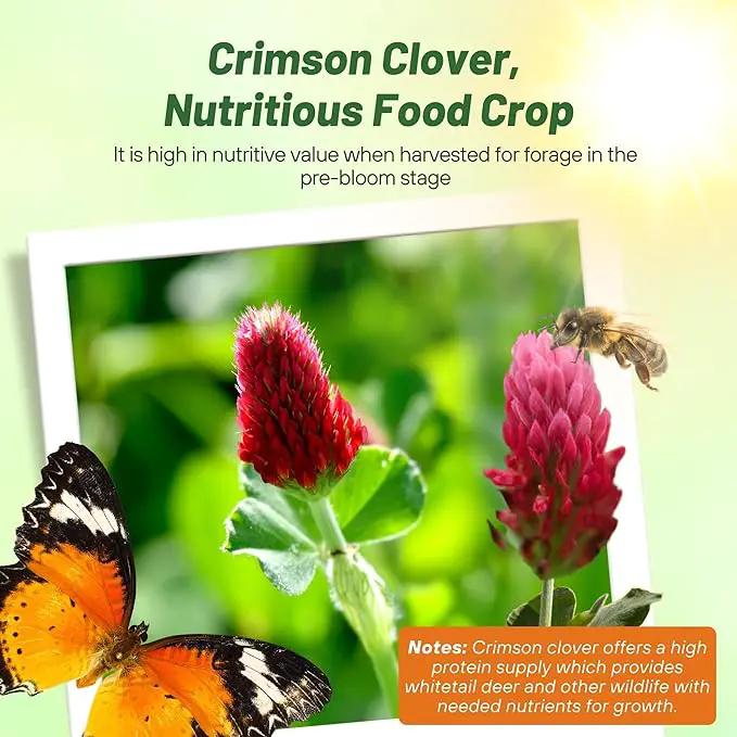 Outsidepride Crimson Clover Seeds - 10 lbs. Annual, Nitrocoated, & Inoculated Ground Cover Seeds, Ideal Clover Seed for Lawn, Cover Crop, Pasture, Hay, Green Manure & Wildlife Forage by GreenHaven Gardens