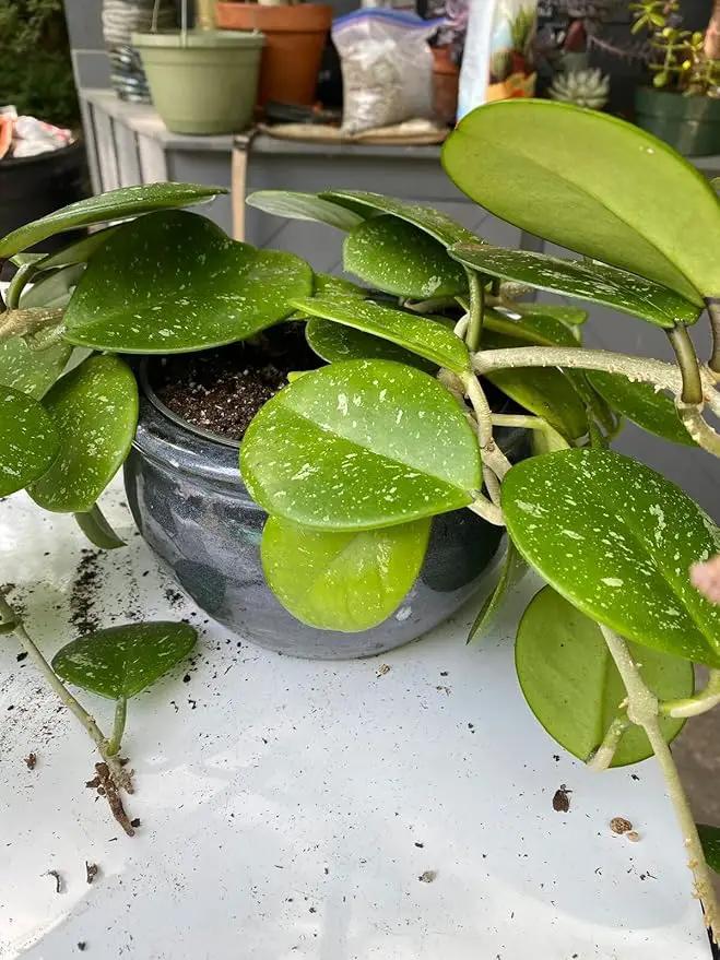 Hoya Plant Premium Potting Mix - 5 Quart - Optimal Balance for Thriving Hoyas: Air, Moisture, and Nutrient Retention by GreenHaven Gardens