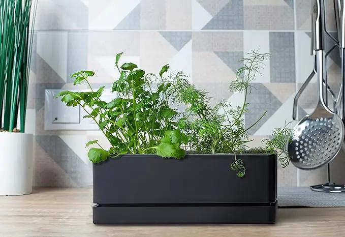 D'vine Dev 12 Inch Window Box Planter, Rectangle Plastic Herb Planter with Drainage Holes and Saucer, Indoor Succulent Cactus Vegetable Pot for Windowsill, Garden Balcony, Black, Set of 1, 76-X-B-1 by GreenHaven Gardens