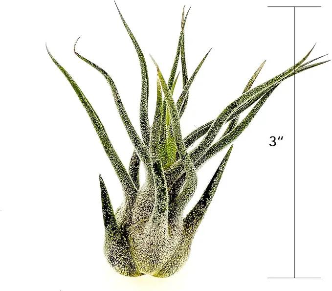 Air Plants - Tillandsia Pruinosa, Large 3-5" - 5ct - Live Arrival Guaranteed - House Plants for Home Decor & Gift by GreenHaven Gardens