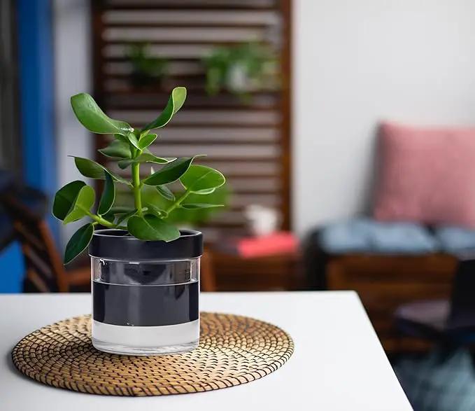 Phoenix Vine 4 Inch Self Watering Terracotta Planter, Black Terracotta Clay Pot with Glass Reservoir for Indoor Plants, Herbs, Flowers, Set of 1, 52-C-E-1 by GreenHaven Gardens